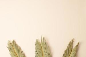 Tropical background with palm leaf on pastel beige. Flat lay, copy space photo