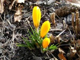 The first spring flowers. Yellow crocuses photo