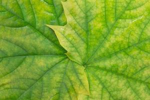 primer plano de hojas verdes amarillas de arce. fondo natural. horizontal y vertical. copie el espacio foto