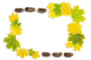 Yellow and green maple leaves and cones on white isolated background. Autumn frame photo