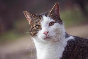 Domestic cat on blurred background photo