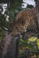 El leopardo de Sri Lanka acecha en la copa de los árboles en busca de presas. foto