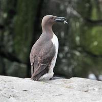 A view of a Guillemot photo