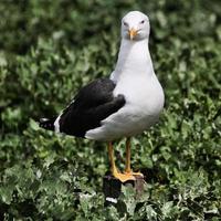 A view of a Sea Gull photo