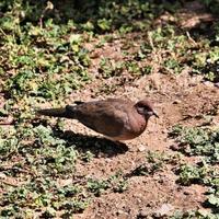 A close up of a Turtle Dove photo