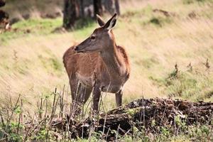 A close up of a Red Deer in the Cheshire Countryside photo