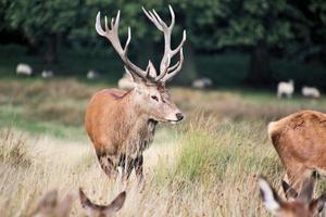 A close up of a Red Deer in the Cheshire Countryside photo