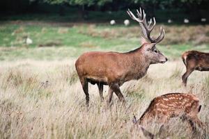 A close up of a Red Deer in the Cheshire Countryside photo