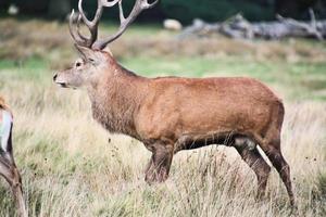 A close up of a Red Deer in the Cheshire Countryside photo