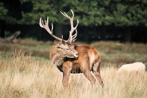 A close up of a Red Deer in the Cheshire Countryside photo