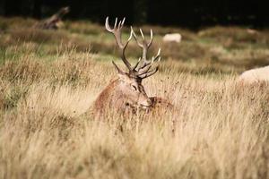 A close up of a Red Deer in the Cheshire Countryside photo