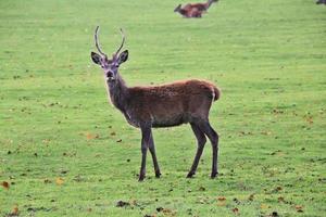 A close up of a Red Deer in the Cheshire Countryside photo