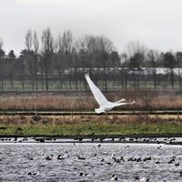 A view of a Whooper Swan photo
