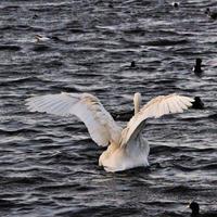 una vista de un cisne cantor foto