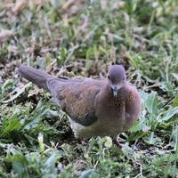 A close up of a Turtle Dove photo