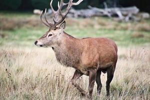 A close up of a Red Deer in the Cheshire Countryside photo