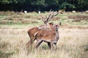 A close up of a Red Deer in the Cheshire Countryside photo