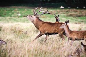 A close up of a Red Deer in the Cheshire Countryside photo