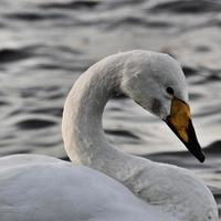 A view of a Whooper Swan photo