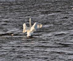 A view of a Whooper Swan photo