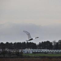 A view of a Whooper Swan photo