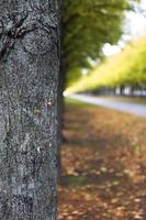 The autumn alley photo