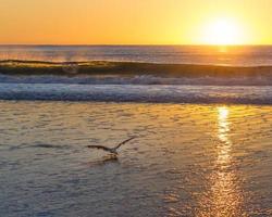 gaviota aterrizando en la playa con puesta de sol en el fondo foto