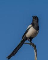 Black and white magpie bird from below with blue sky in background photo