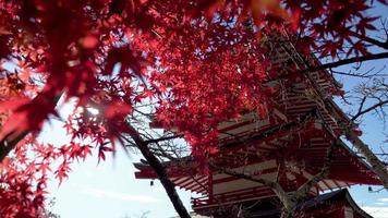 2019-11-18 japón. Video 4k uhd de la pagoda chureito en fujiyoshida, yamanashi, japón.