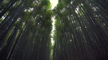 arashiyama bamboo grove, que é uma floresta natural de bambu na área de kyoto, no japão. o bosque de bambu arashiyama é um ponto turístico popular em kyoto. video