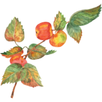 Watercolor an apple branch with leaves and fruits png