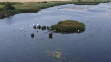 Aerial view of a pond with flocks of birds. video