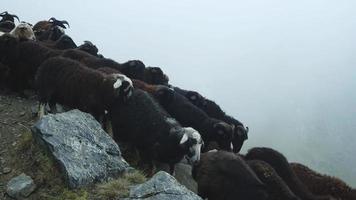 Herd of rams and sheep descending a rocky slope. video