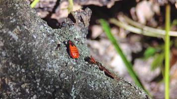 Red-black beetles crawl along the bark of a tree. Macro footage of young firebugs. video
