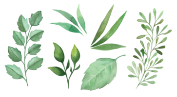 las hojas verdes pintadas a mano con acuarela establecen elementos aislados en el fondo transparente. ilustraciones florales. png
