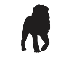 silhouette of a male lion png