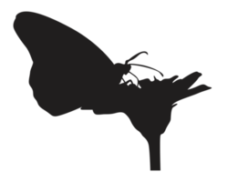 perching farfalla silhouette png