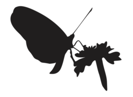 silhouette de papillon perché png