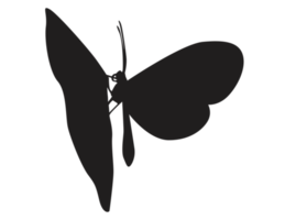 silhouette de papillon perché png