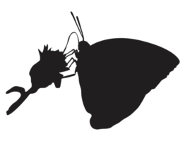 silhouette de papillon perché png