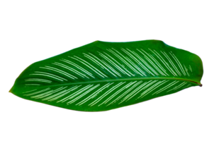 hojas calathea ornata pin raya aislar en archivo png de fondo transparente