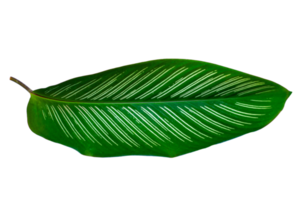 Leaves Calathea ornata pin stripe  Isolate on transparent background PNG file