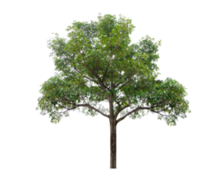 isolierte Bäume auf transparentem Hintergrund png-Datei png