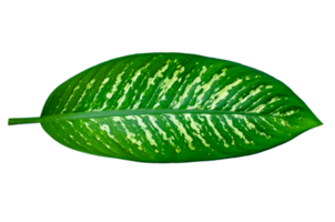 hojas calathea ornata pin raya aislar en archivo png de fondo transparente