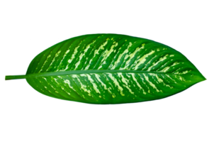 Leaves Calathea ornata pin stripe  Isolate on transparent background PNG file