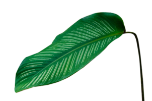 feuilles calathea ornata pin stripe isoler sur fond transparent fichier png