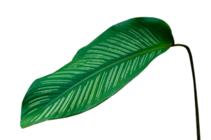 Leaves Calathea ornata pin stripe  Isolate on transparent background PNG file