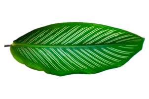 Blätter calathea ornata Nadelstreifen isolieren auf transparentem Hintergrund png-Datei png