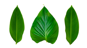 Leaves Calathea ornata pin stripe  Isolate on transparent background PNG file