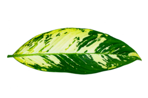 löv Calathea ornata stift rand isolera på transparent bakgrund png fil